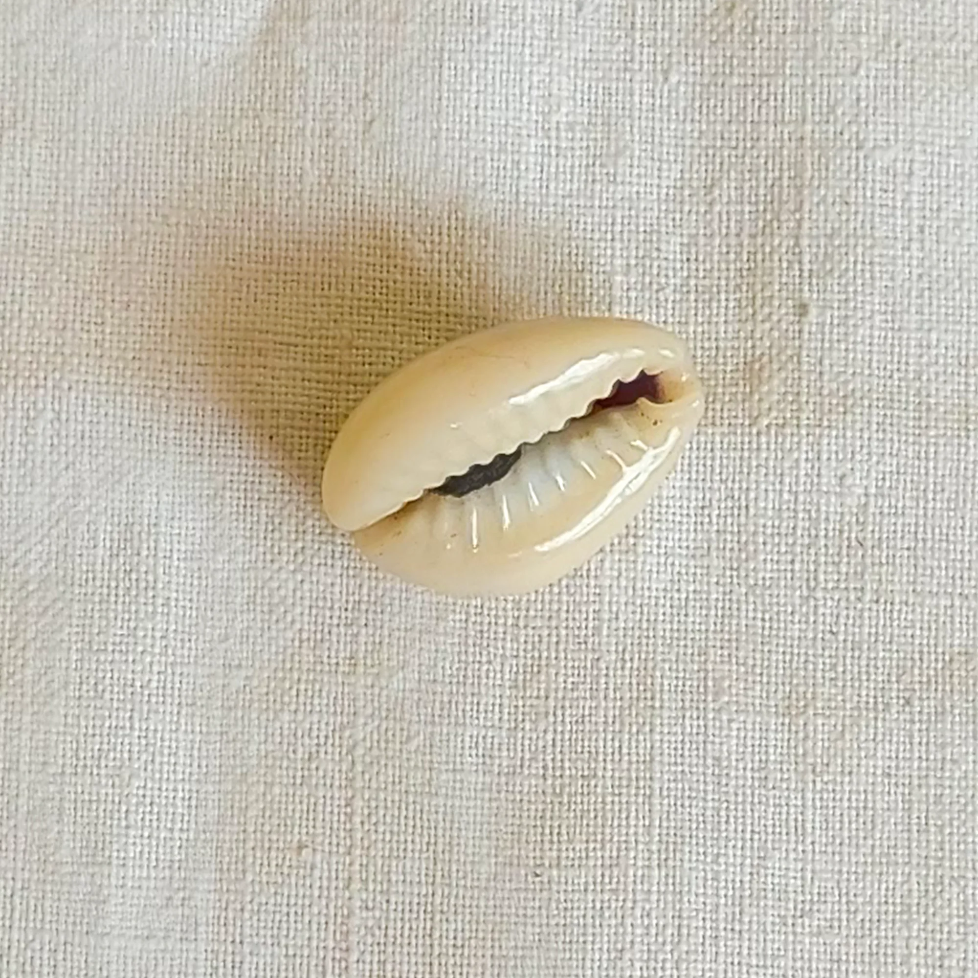 Yellow Kaudi/Kowdi/Cowrie/Peeli Koudi/PILI Kodi