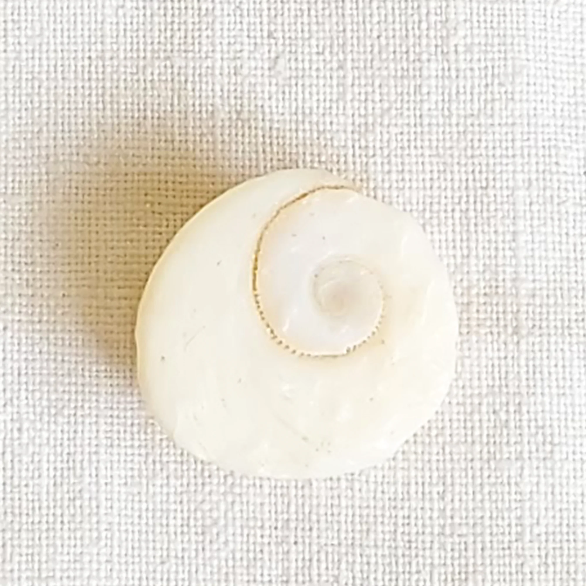 White Gomti Chakra