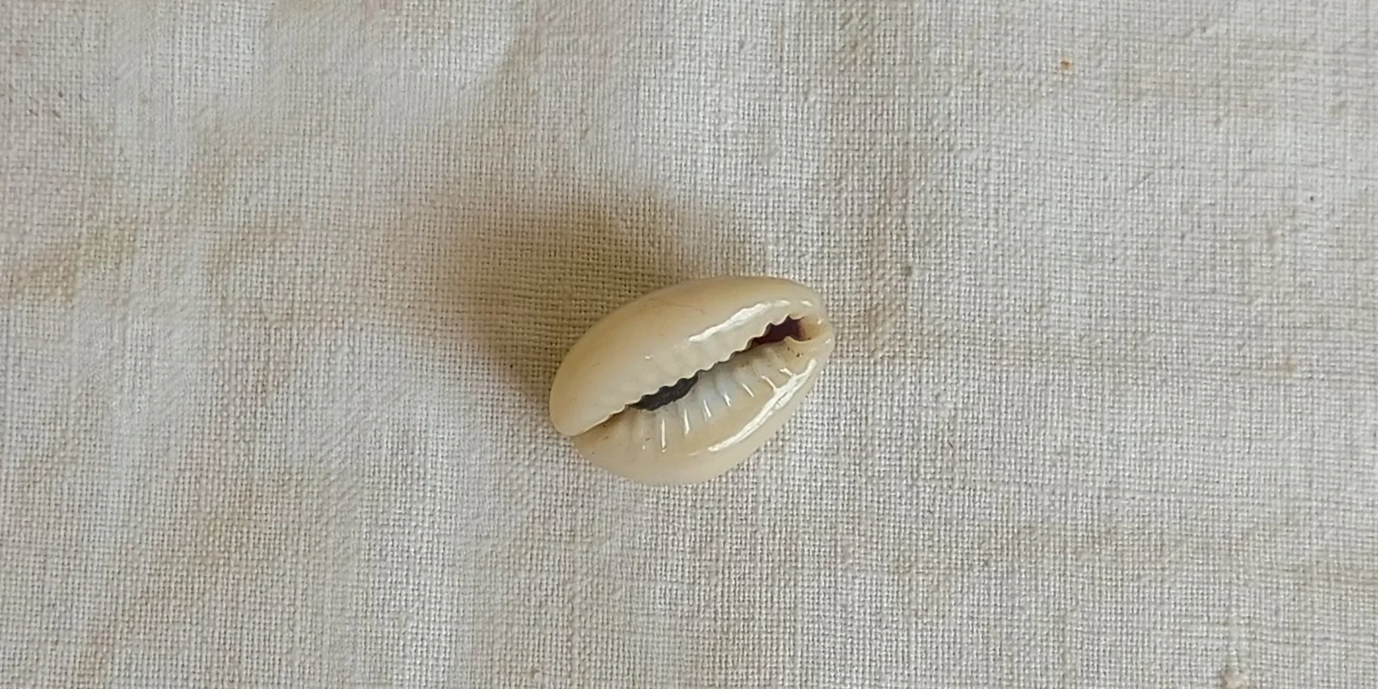 Yellow Kaudi/Kowdi/Cowrie/Peeli Koudi/PILI Kodi/Kauri